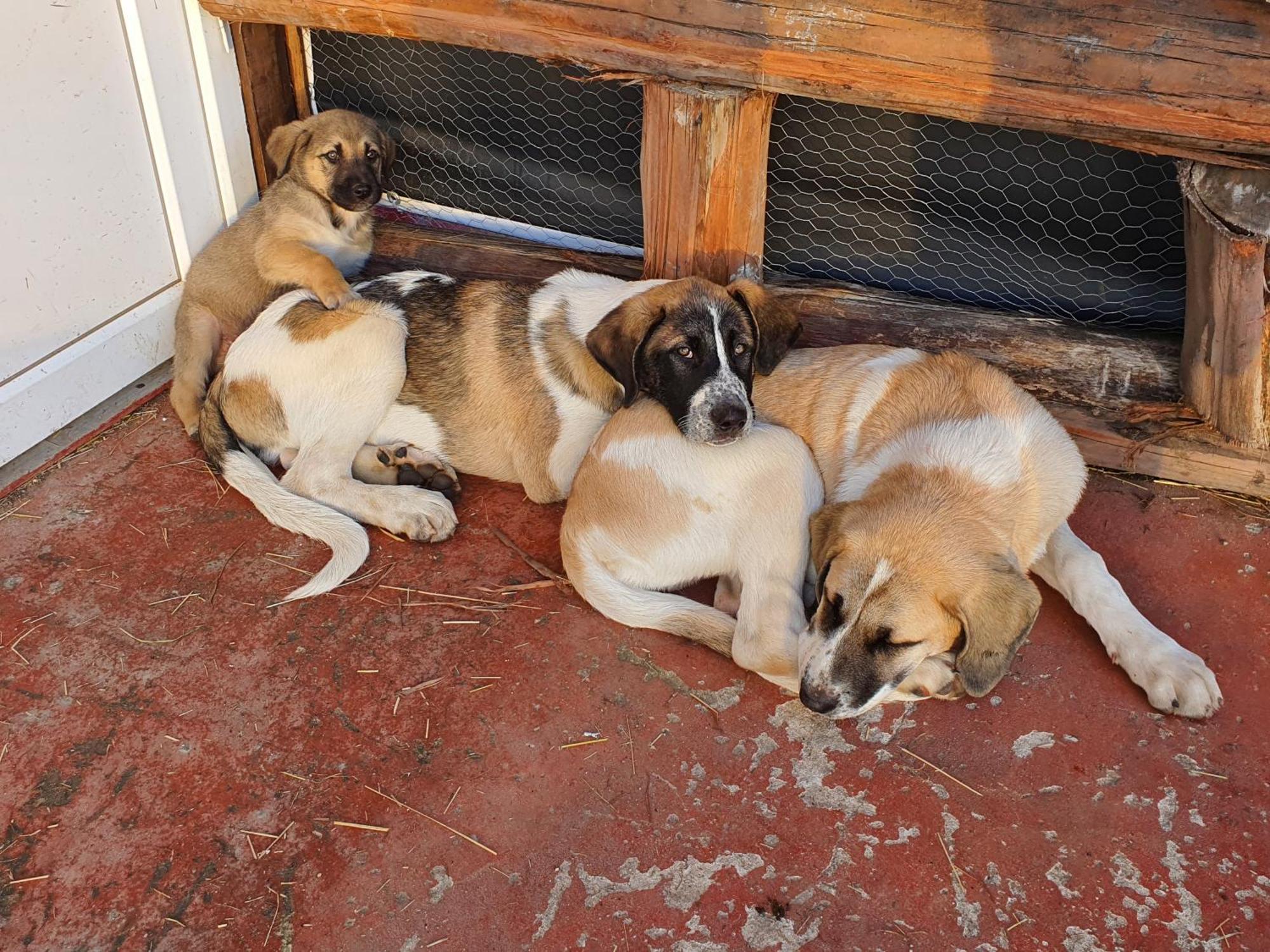 Gojim Casa Rural Armamar Εξωτερικό φωτογραφία
